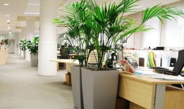 办公室绿植花卉摆放风水 办公室风水植物知多少？