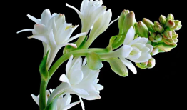 4种“漂亮花”，开花香气大，家里养一盆，再也不用喷香水