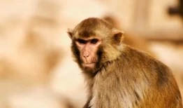 10猴9苦：以下3个年份出生的属猴人天生“皇帝命”，看看你家有吗