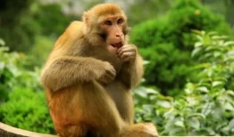 10猴9苦：以下3个年份出生的属猴人天生“皇帝命”，看看你家有吗
