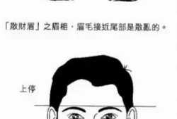 男人眉尾散淡代表什么