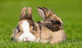 兔和狗合不合 属兔和属狗的人婚姻合不合呢