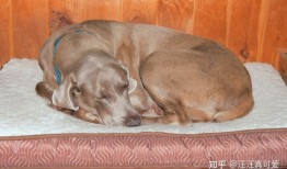 狗狗的8种“睡姿”解析，不同的睡姿，代表了不同的心理