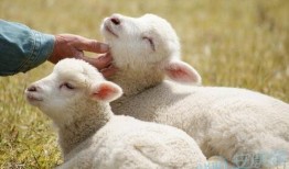属羊的和什么属相最配最合适呢男，属羊的属相婚配表 属羊的适合和什么属相
