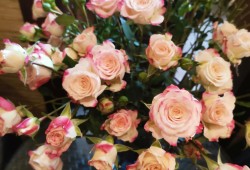 永恒的爱—粉色玫瑰花语