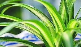绿萝吊兰的区别 吸甲醛效果最好的四种室内绿植