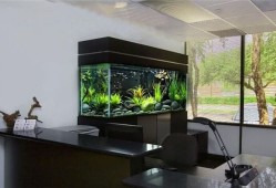 办公室养鱼风水知识讲解适合多养金鱼与鲤鱼都很好养