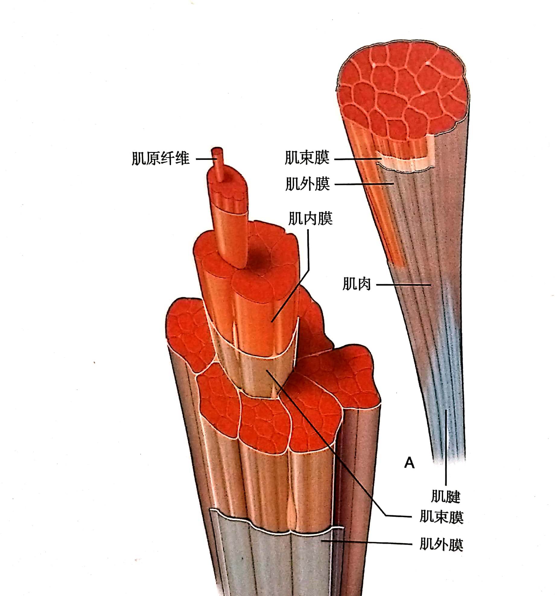 右眼老是跳_右眼眼皮老跳怎么回事_女人右眼老跳什么预兆