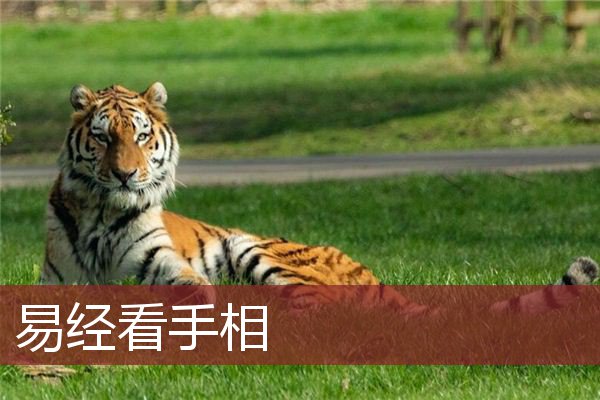 <strong>易经</strong>看手相