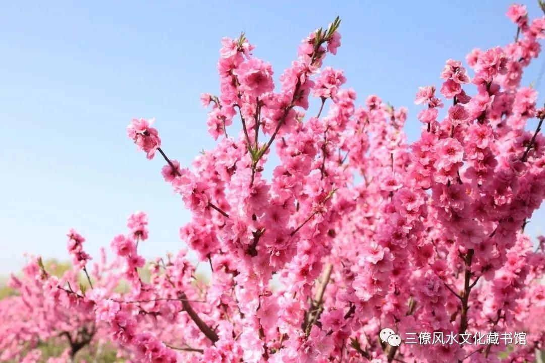 推运盘看桃花准吗_八字桃花运_女命八字桃花看姻缘