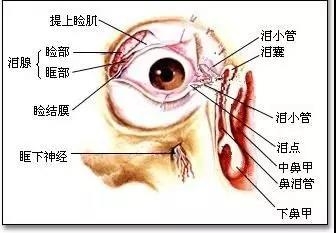 女人的右眼皮跳的预兆_右眼皮早上跳什么预兆_右眼皮跳是不好的预兆吗