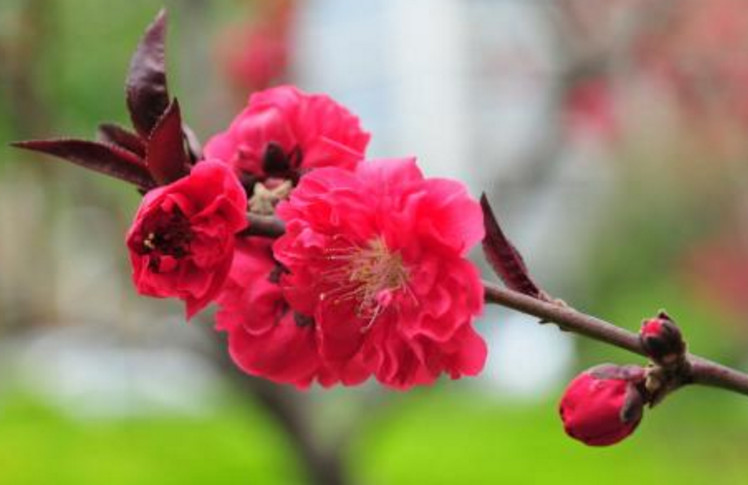 八字婚配，桃花知识_八字桃花运_八字几朵桃花算多