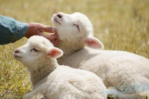 羊和羊生什么属相宝宝_属相羊和什么属相最佳_属羊的和什么属相最配