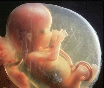 孕妇二胎怀男孩的征兆_怀儿子最明显的征兆_母狗第一次怀孕有哪些明显征兆