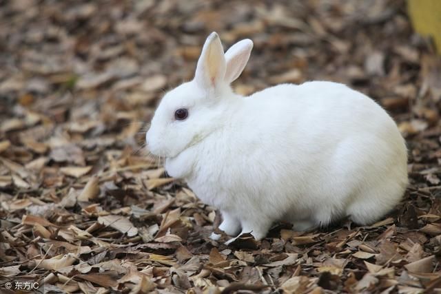 1975年兔的太岁是哪位_斗鱼兔兔萌酱是男的_兔年是哪年