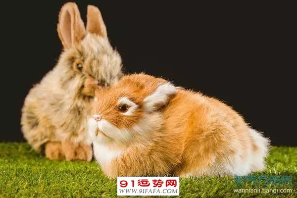 6、兔年是哪几年今年多大:属兔的今年多大？？？
