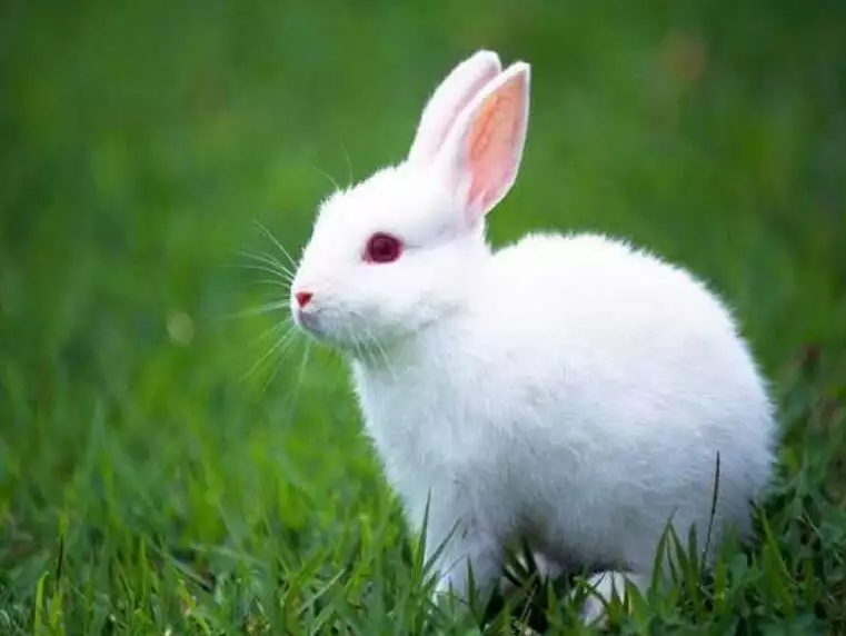 2、兔年是哪几年今年多大:属兔的今年多大了？