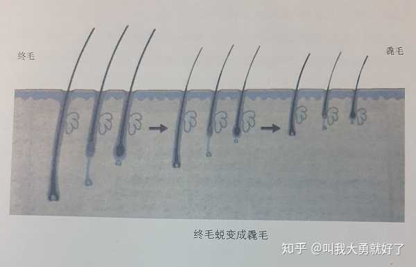 际华3515和际华3539_发际线_若磁场b与霍尔元件的发线一致