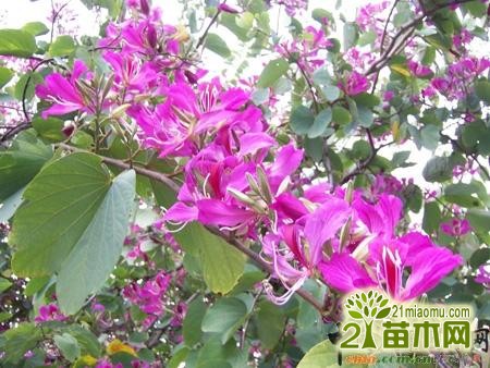 中国花木网紫荆树造型_紫荆树风水含义_紫荆树风水