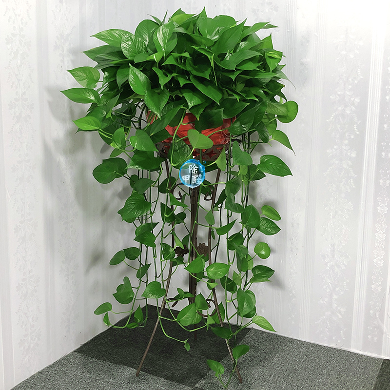 植物风水_办公室植物摆放风水_老板办公室风水植物