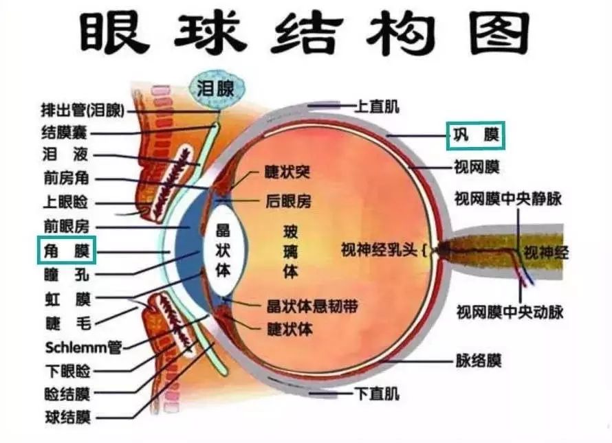 右眼皮天天跳是怎么回事_左眼皮跳_左眼皮老跳