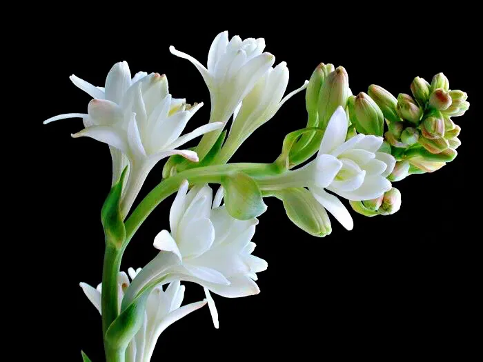 4种“漂亮花”，开花香气大，家里养一盆，再也不用喷香水