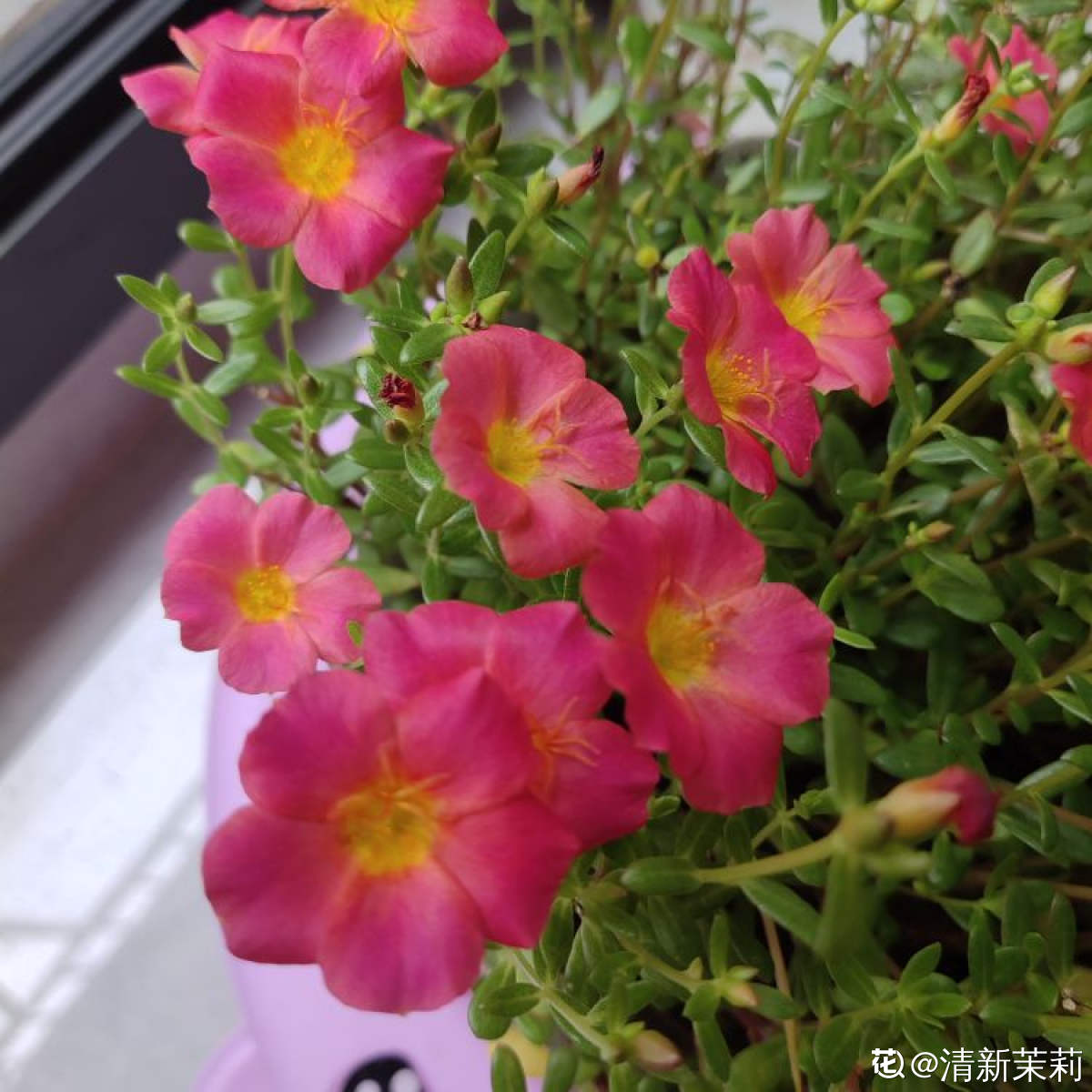 9种花，适合在阳台养，阳台全年开满花，小阳台变“花海”