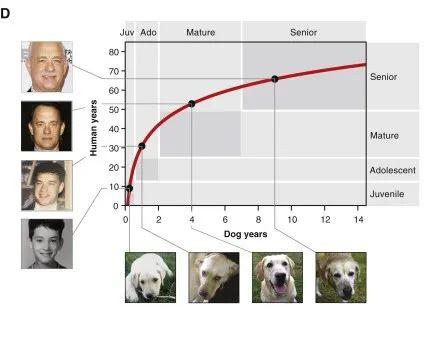 属狗的多大了(1岁的小狗已入而立之年？揭秘狗狗真实年龄的换算公式)(图5)