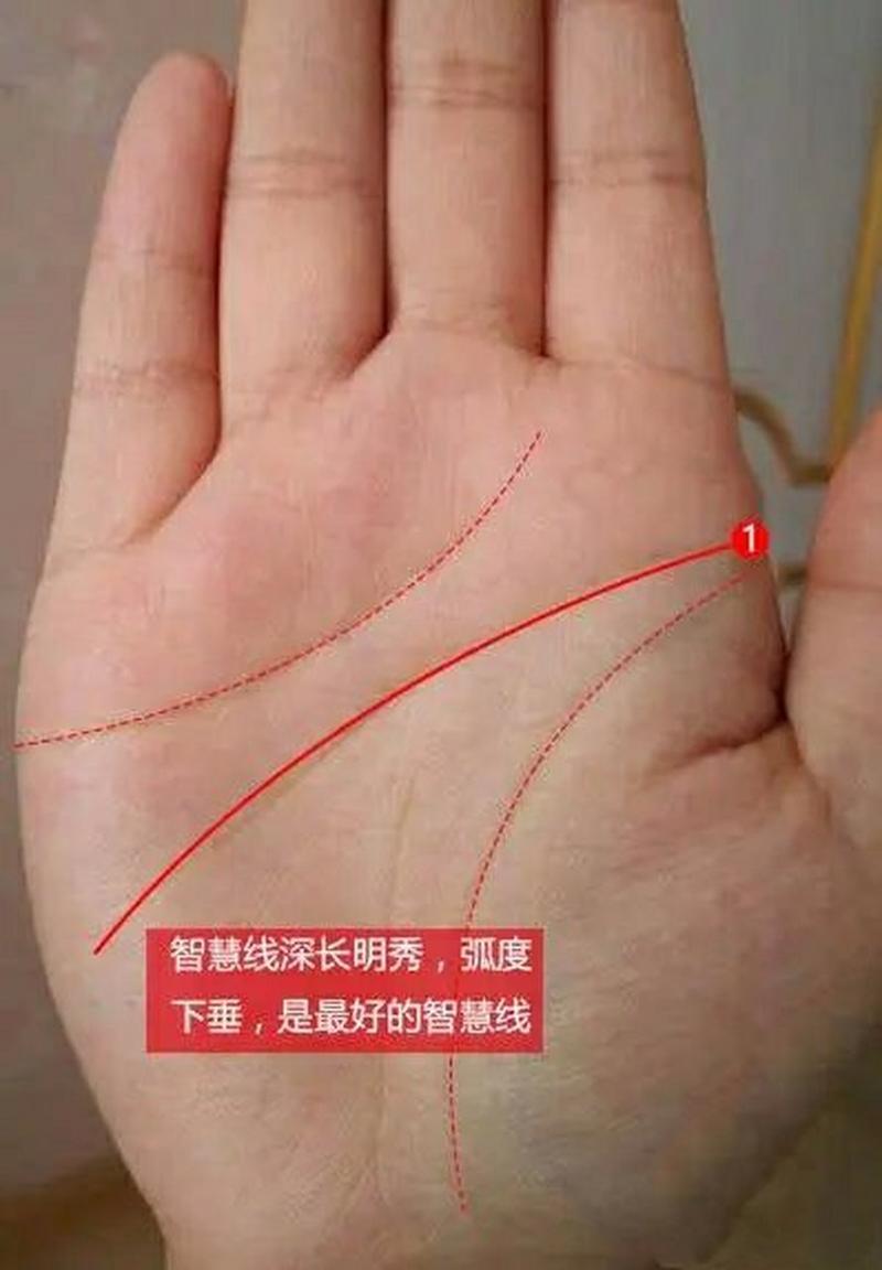 手相智慧线与感情线有一条连接线（手相中智慧线与感情线相交）