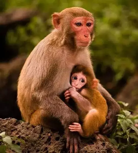 猴和什么生肖最配:属猴的人与什么属相相配最好