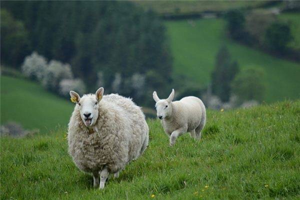 属羊的今年多大_十二生肖羊今年多大_属羊的今年多大