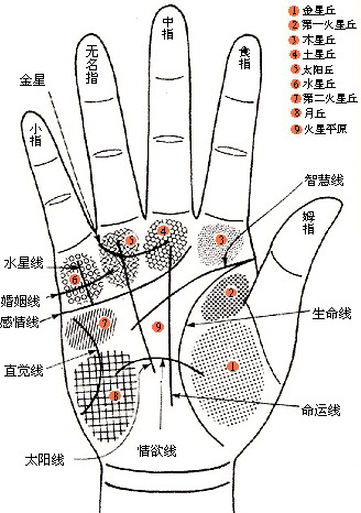 教你如何看<strong>手相</strong>……<strong>手相</strong>图解