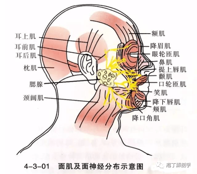 右眼老跳_右眼跳的征兆_女人右眼老跳什么意思?