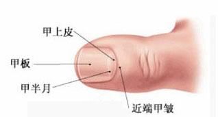 指甲半月牙上的肉萎缩_指甲上的月牙_男性指甲上的月牙代表什么