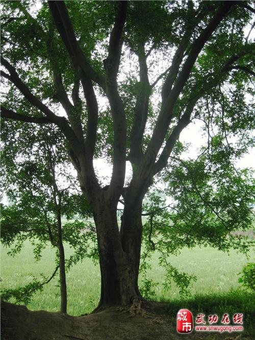 【皂角树适合种在家里庭院里吗】皂角树的风水 皂角树在风水中的讲究