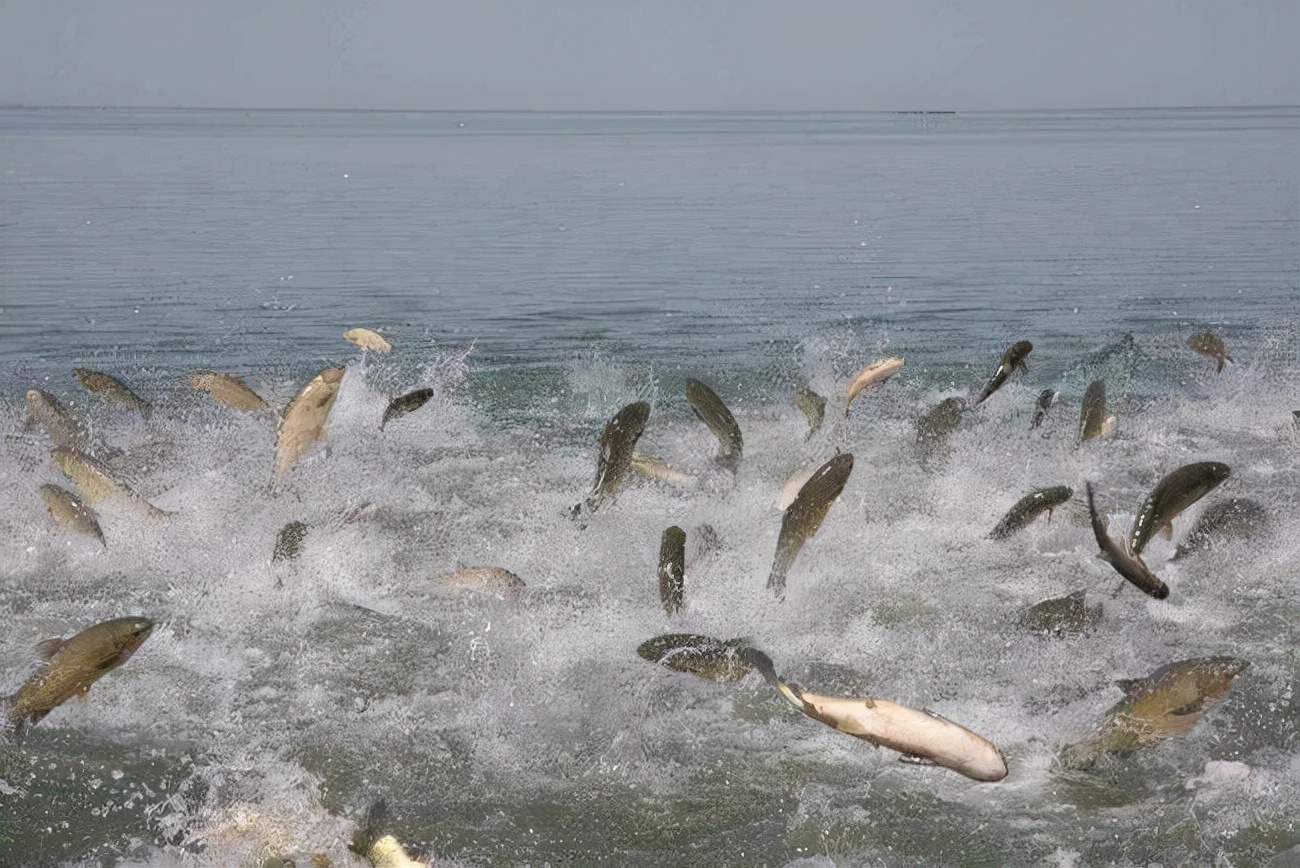 30米内全都是鱼，长江禁渔效果显著！为何湖北5湖禁渔3年就捕捞？