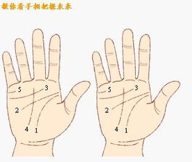 看<strong>手相</strong>怎么看 教你如何看<strong>手相</strong>图解
