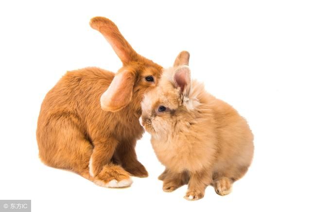 男狗女兔婚姻是否相配_男狗和女兔生个什么属相的孩子_男属狗女属兔