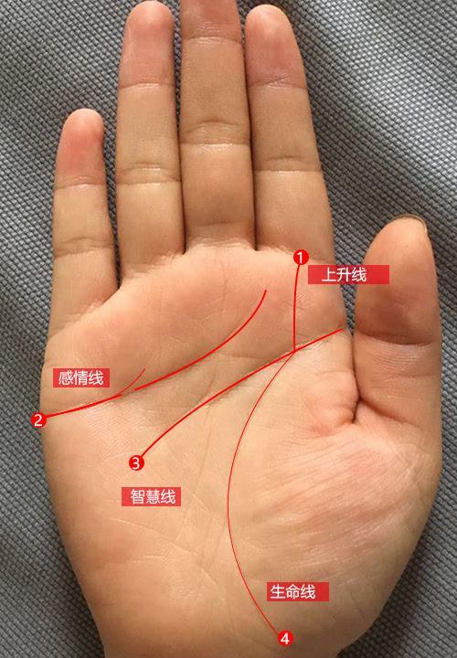 生命线有分叉伸进月丘_生命线分叉_智慧线大分叉后又分叉