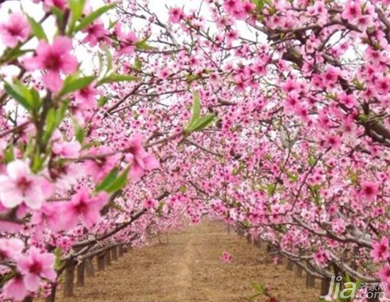 桃花运指什么意思_桃花运是什么意思_桃花运的意思是什么