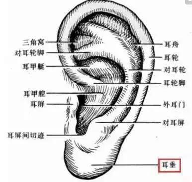 耳螨 耳康_头戴耳机压耳还是包耳_耳相