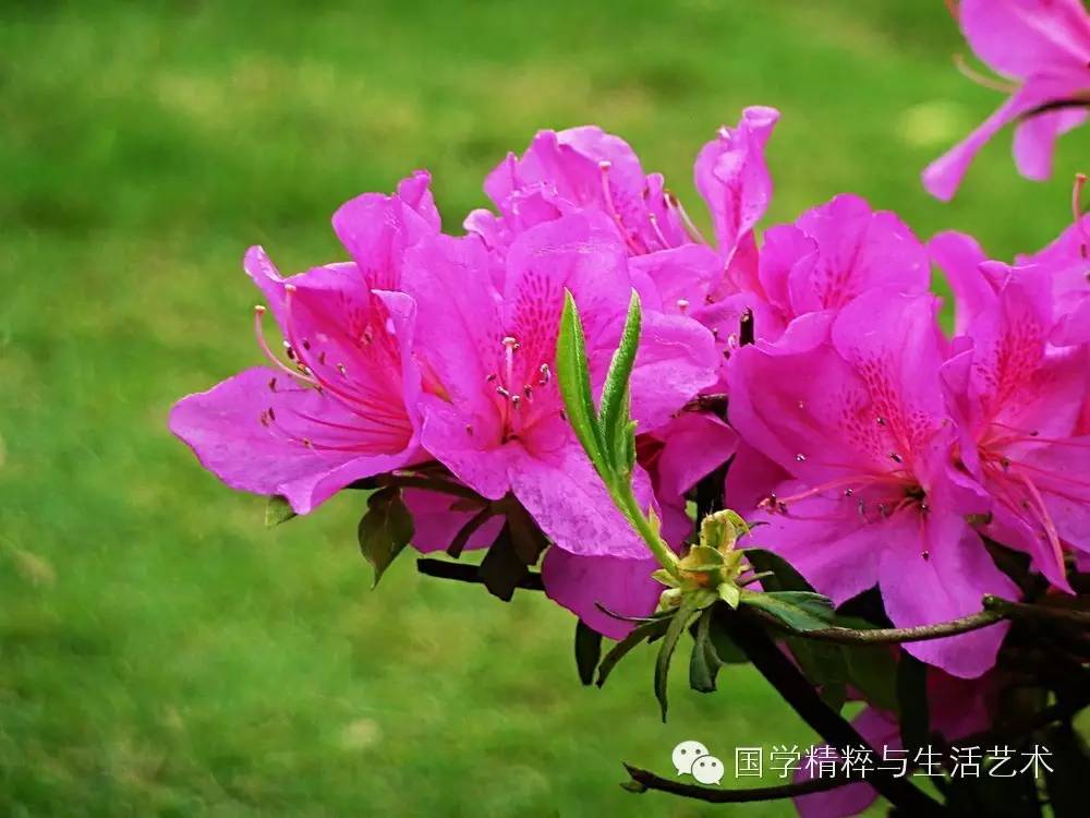 谷雨节气的特点和风俗_谷雨节气的诗_谷雨节气谈养生