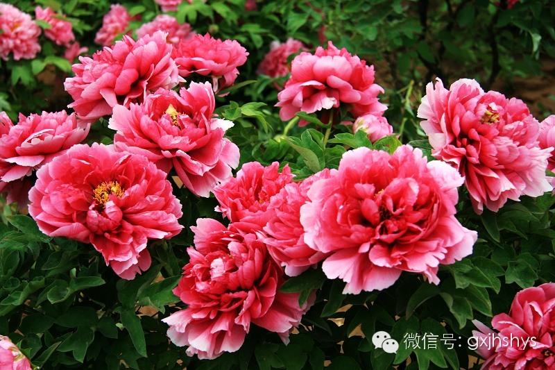 谷雨节气的特点和风俗_谷雨节气的诗_谷雨节气谈养生