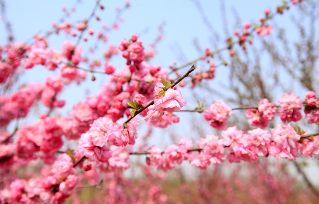 命带桃花劫有什么不好什么是桃花劫_桃花劫是什么意思_桃花劫是什么意思