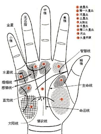 男人手相图解 男人手相算命图_手相三线合一手相_易经手相