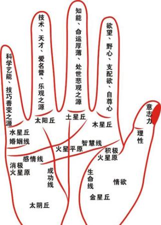 <strong>手相</strong>图解算命大全、<strong>手相</strong>看财运婚姻事业