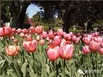 紫色郁金香图片_白色郁金香花语_紫色郁金香花语