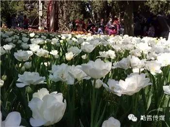 紫色郁金香花语_紫色郁金香图片_白色郁金香花语