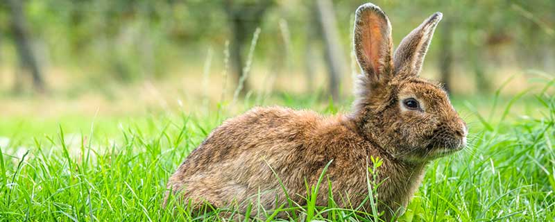 几月份的兔子命最好 属兔什么月份出生最好命