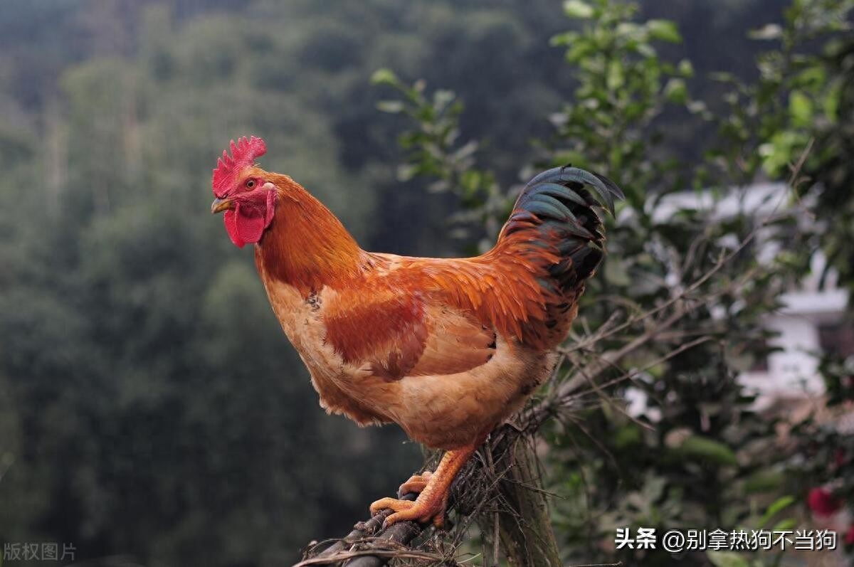 鸡属于什么类动物_鸡属于鸟类吗_属鸡